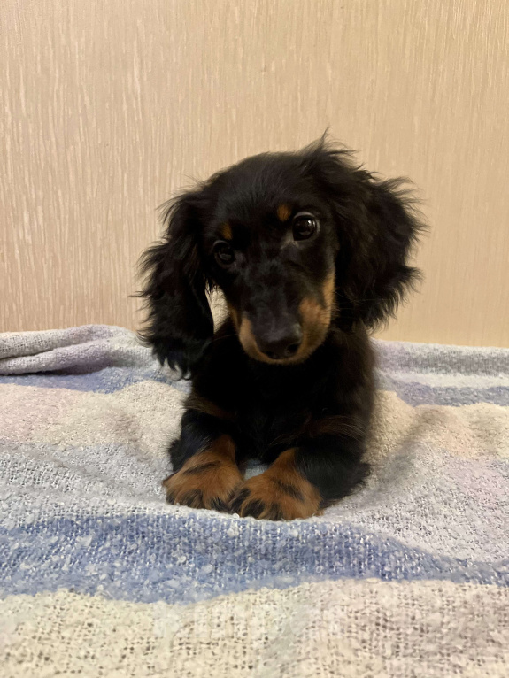 Собаки в Москве: Черно-подпалый мальчик длинношерстной таксы Мальчик, 50 000 руб. - фото 2