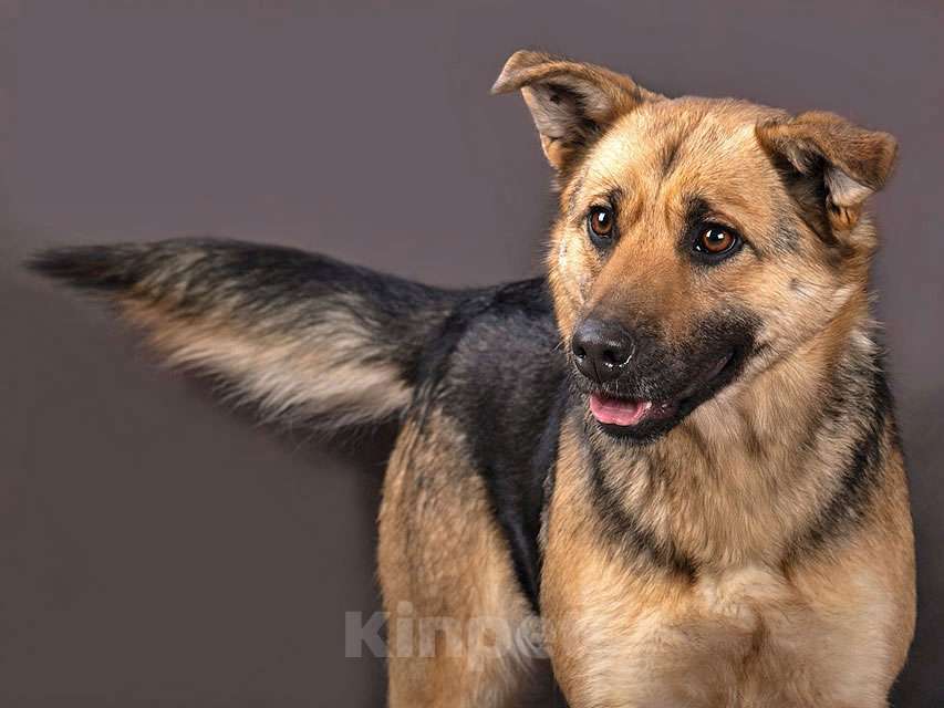 Собаки в Москве: Молодая, ласковая и общительная собачка Альма ищет дом Девочка, Бесплатно - фото 5