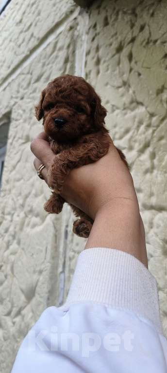 Собаки в Красноярске: Щенок той пудель Мальчик, 60 000 руб. - фото 2