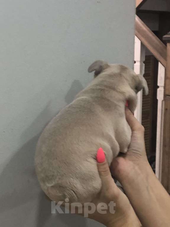 Собаки в других городах Алтайского края: Щенки французского бульдога  Мальчик, 40 000 руб. - фото 5