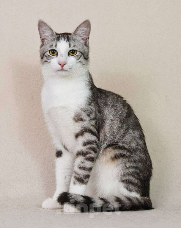 Кошки в Москве: Тиша в костюмчике готов стать домашним Мальчик, Бесплатно - фото 3