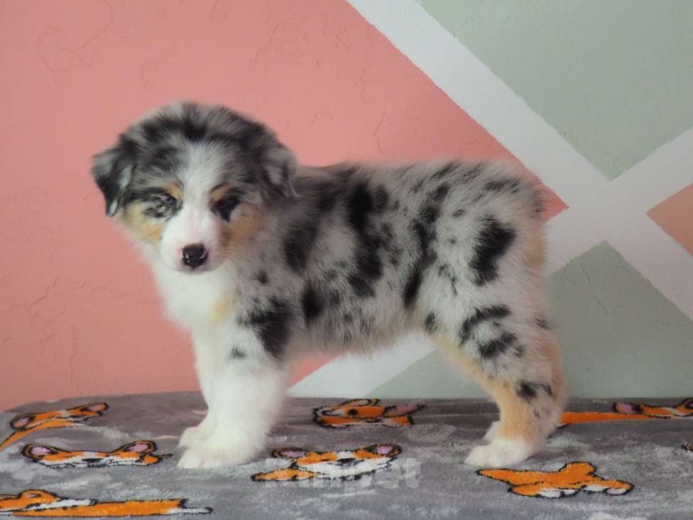 Собаки в Липецке: Австралийская овчарка Девочка, 130 000 руб. - фото 5