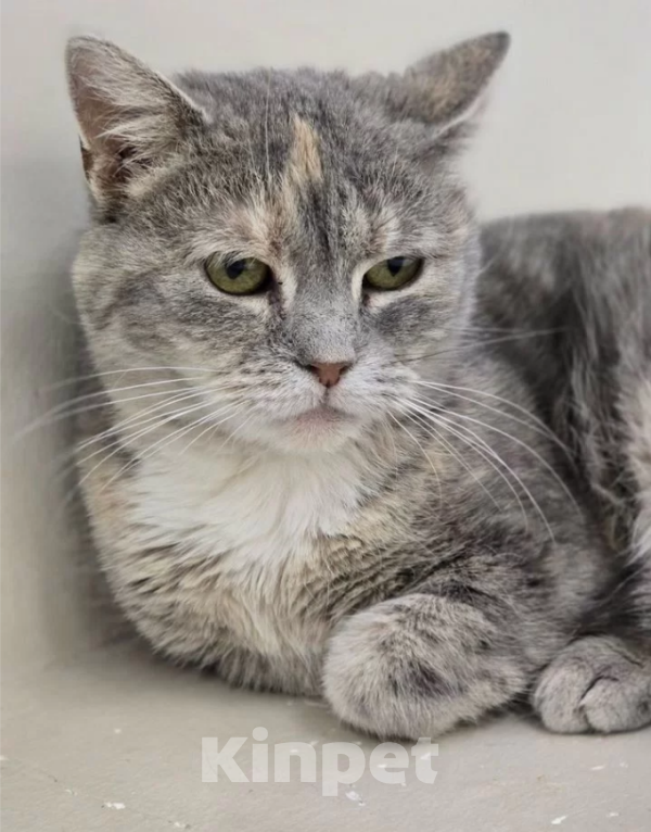 Кошки в Санкт-Петербурге: Алтея - шикарная девочка британка-метис. Бесплатно Девочка, Бесплатно - фото 3