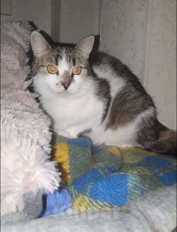 Кошки в Москве: Мэри — кошка с большим сердцем Девочка, Бесплатно - фото 6