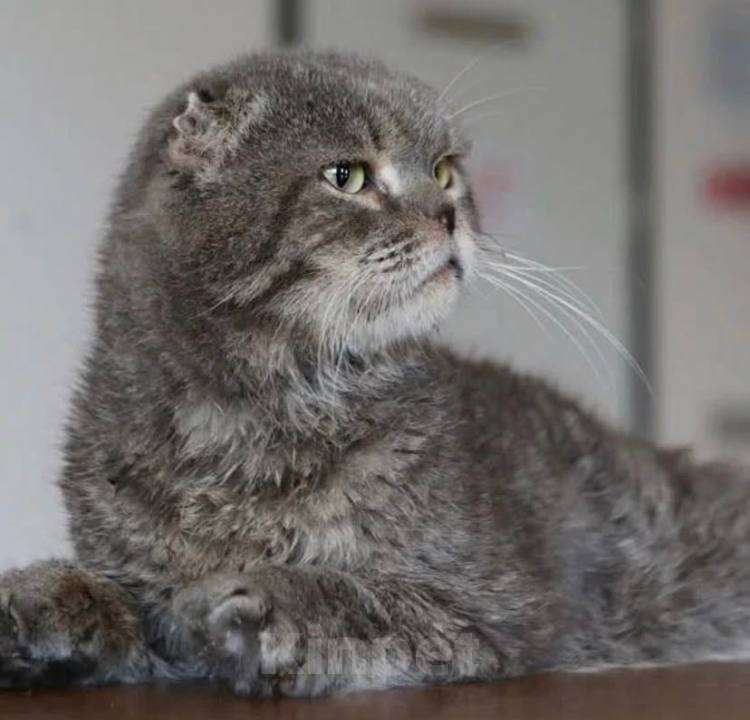 Кошки в Москве: Колобочку некуда идти! Мальчик, Бесплатно - фото 4