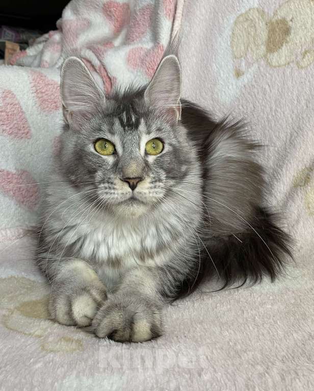 Кошки в Дмитрове:  Черная серебристая мраморная девочка мейн кун Jay Девочка, 15 000 руб. - фото 5