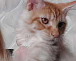 Кошки в Красном Севшем: Шикарный кот Мальчик, Бесплатно - фото 2