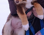 Собаки в Можайске: Шоколадный коротколапый щенок Девочка, Бесплатно - фото 5