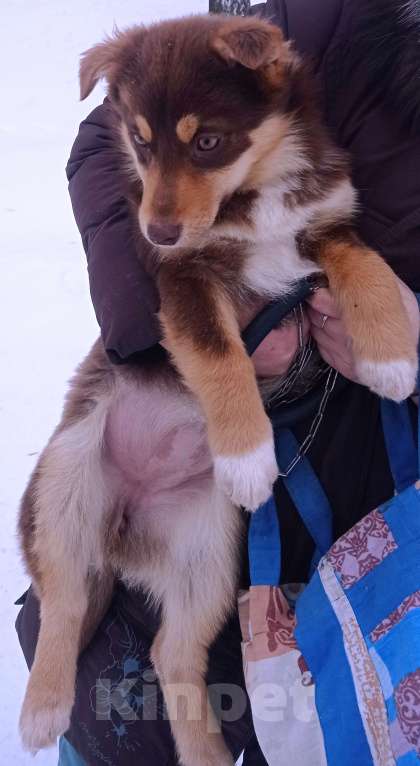 Собаки в Можайске: Шоколадный коротколапый щенок Девочка, Бесплатно - фото 5
