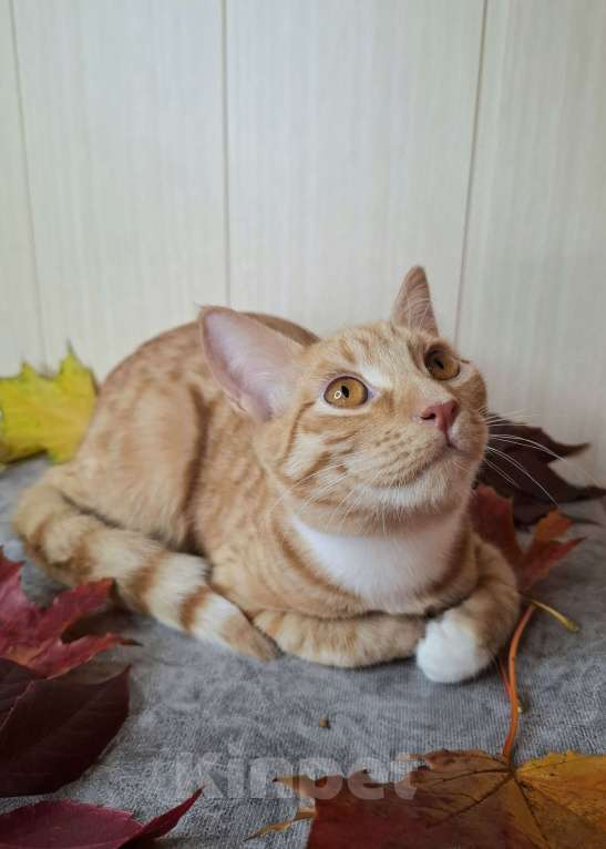 Кошки в Москве: Котёнок с глазами апельсинового цвета в добрые руки  Мальчик, Бесплатно - фото 7