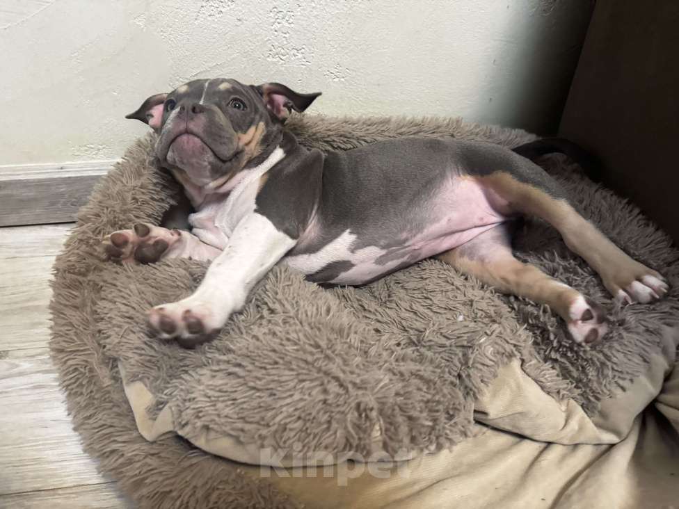 Собаки в Москве: Голубой триколор Девочка, 70 000 руб. - фото 9