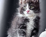 Кошки в Москве: Котёнок мейн-кун Veyron Velvet Fang — ручной красавец с кисточками Мальчик, 80 000 руб. - фото 6
