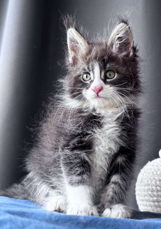Кошки в Москве: Котёнок мейн-кун Veyron Velvet Fang — ручной красавец с кисточками Мальчик, 80 000 руб. - фото 6