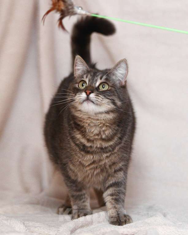 Кошки в Москве: Котоджентльмен ищет дом Мальчик, Бесплатно - фото 3