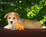 Собаки в Мытищах: Щенки вельш-корги пемброк Мальчик, 85 000 руб. - фото 1