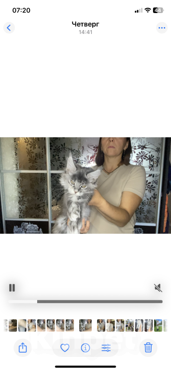 Кошки в Москве: Мейн кун девочка Девочка, 60 000 руб. - фото 2