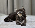 Кошки в Москве: Мальчик 2 помет D Мальчик, 65 000 руб. - фото 1