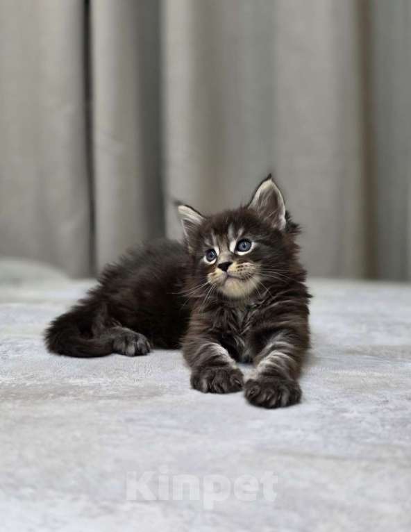 Кошки в Москве: Мальчик 2 помет D Мальчик, 65 000 руб. - фото 1