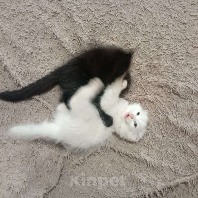 Кошки в других городах Приморского края: Отдам в добрые руки Мальчик, Бесплатно - фото 5