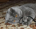 Кошки в Электростали: Вязка с Шотландским прямоухим котом Опытный, 3 000 руб. - фото 6