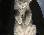 Кошки в Саранске: Шотландский котенок, 6 999 руб. - фото 6