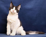 Кошки в Ливны: Котёнок Мейн кун, 50 000 руб. - фото 7