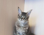 Кошки в Гусиноозерске: Котята мейн-кун, 30 000 руб. - фото 1