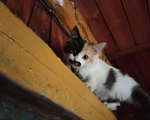 Кошки в Томске: Потерялась кошка Лялька в Белом Яре Верхнекетского райна, если знаете что-нибудь, то пишите   Девочка, Бесплатно - фото 2