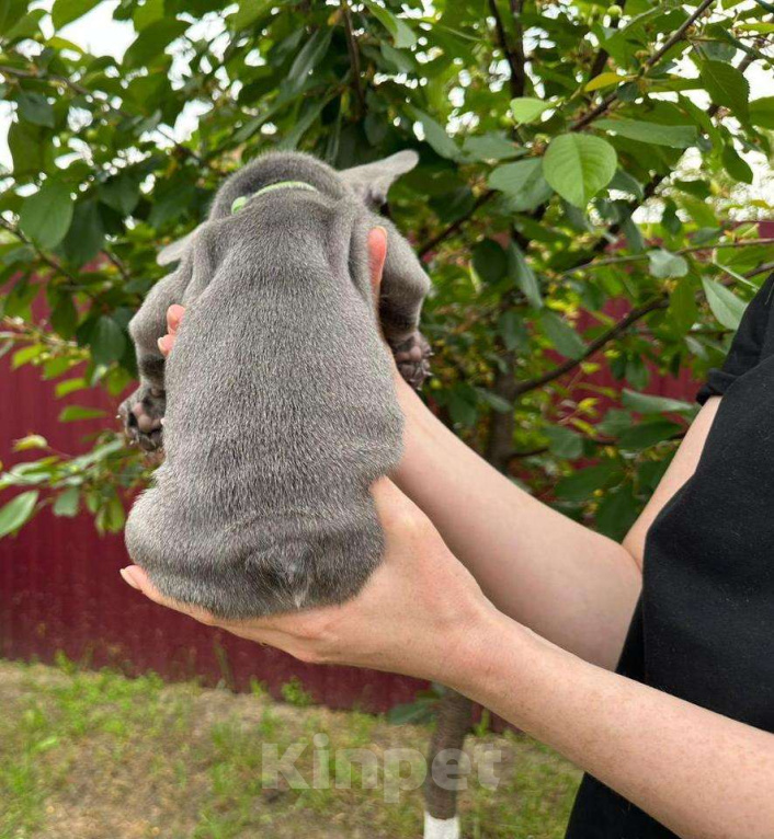 Собаки в Ростове-на-Дону: Замечательный мальчик  ждет своих родителей! Мальчик, 105 000 руб. - фото 4