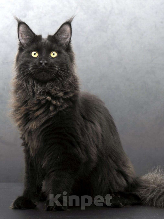 Кошки в Москве: Котенок мейн-кун  Девочка, 35 000 руб. - фото 8