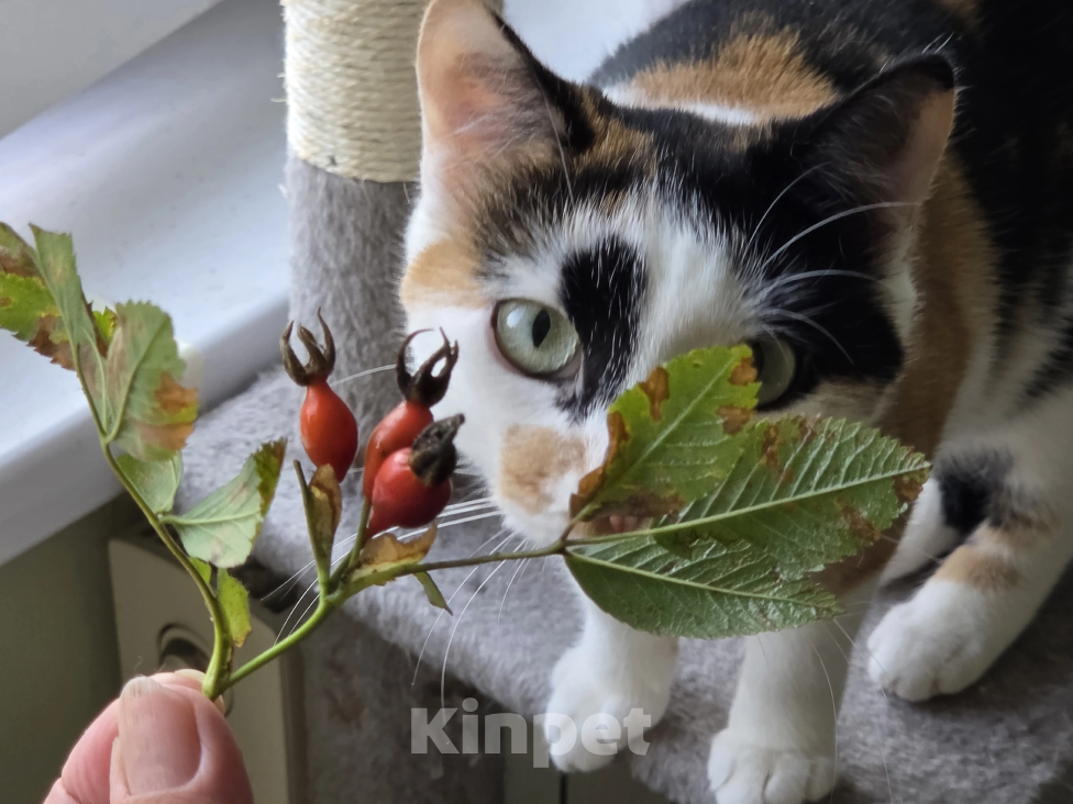 Кошки в Санкт-Петербурге: Кошка Ромашка в добрые руки Девочка, Бесплатно - фото 3