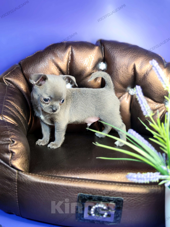 Собаки в Москве: Голубого окраса чудо мальчик чихуахуа  Мальчик, 50 000 руб. - фото 5