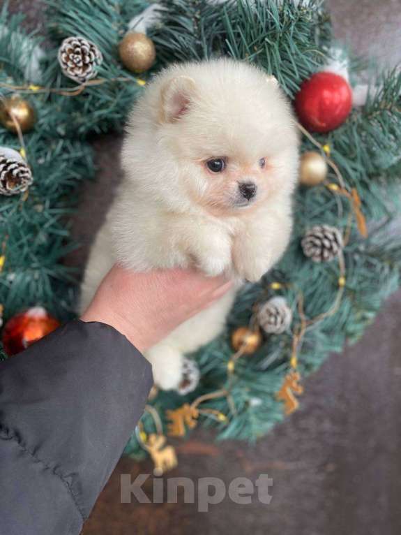 Собаки в Казани: Мини мишки  Девочка, 35 000 руб. - фото 1