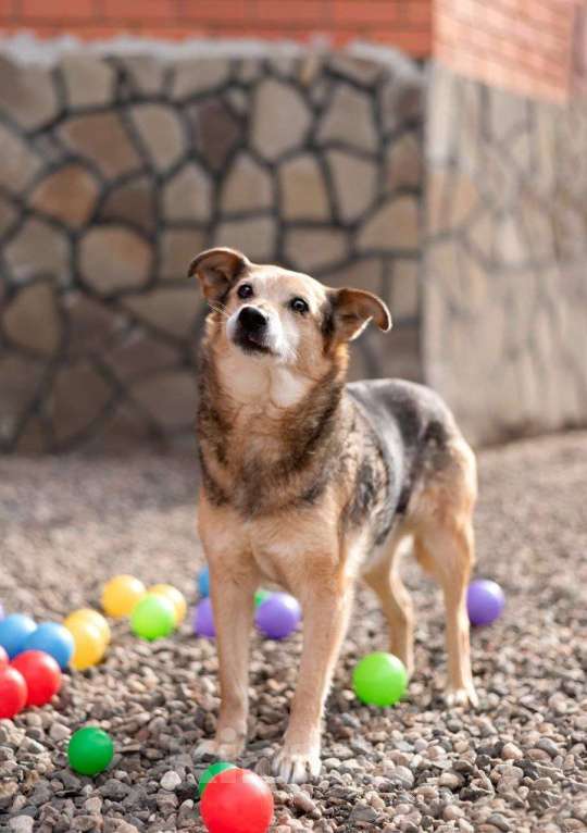 Собаки в Москве: Бася. Свободная и независимая девочка Девочка, Бесплатно - фото 2