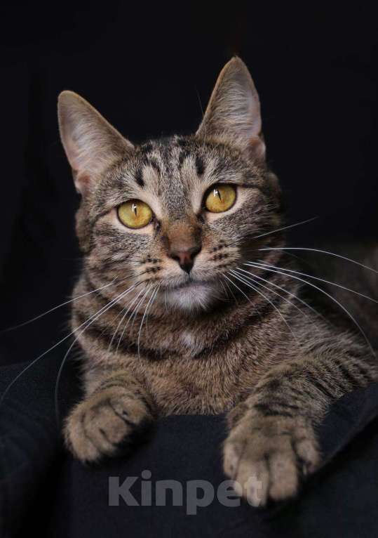 Кошки в Москве: кошка Липучка ищет дом Девочка, Бесплатно - фото 1