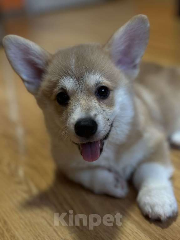 Собаки в Санкт-Петербурге: Красавцы коржики  Мальчик, 60 000 руб. - фото 6