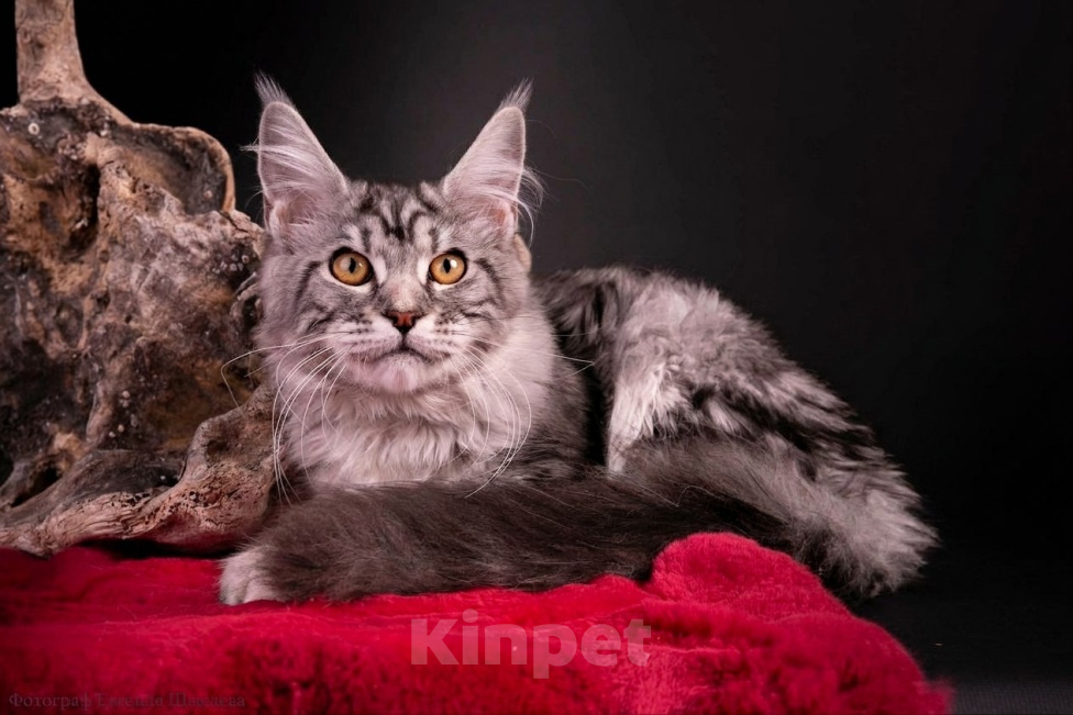 Кошки в Санкт-Петербурге: Котёнок мейн-кун Девочка, 40 000 руб. - фото 3