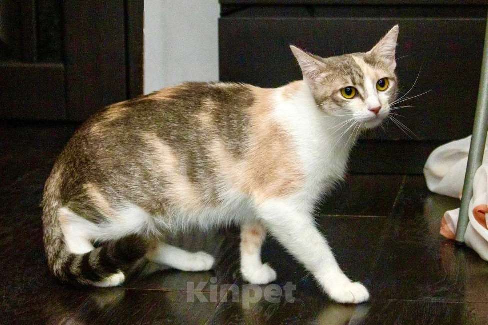 Кошки в Москве: Трехцветная кошка Изюминка в добрые руки Девочка, Бесплатно - фото 6