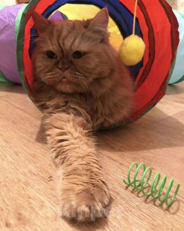 Кошки в Москве: ТЭССИ ИЩЕТ ДОМ Девочка, Бесплатно - фото 6