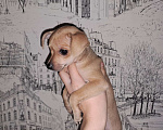 Собаки в Тюмени: Мини той терьер Мальчик, 12 000 руб. - фото 1