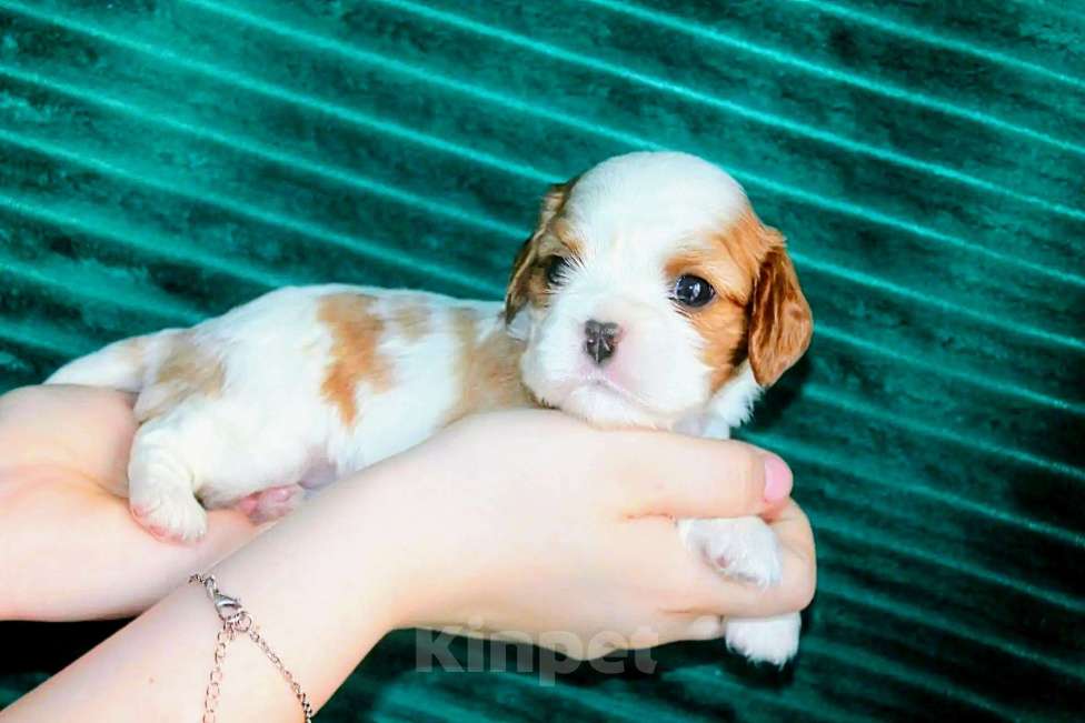 Собаки в других городах Московской области: Щенки девочки кавалер кинг чарльз спаниель Девочка, 130 руб. - фото 3