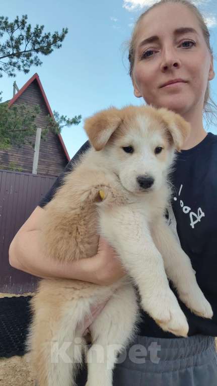 Собаки в других городах Московской области: Нежа в добрые руки Девочка, Бесплатно - фото 7