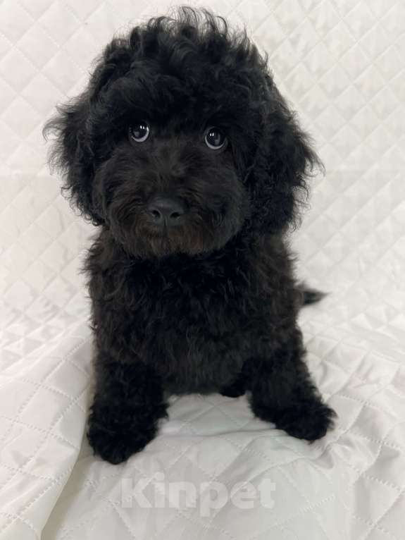 Собаки в Москве: ❤️ BLACK STAR PUPPY ❤️ Мальчик, 65 000 руб. - фото 1