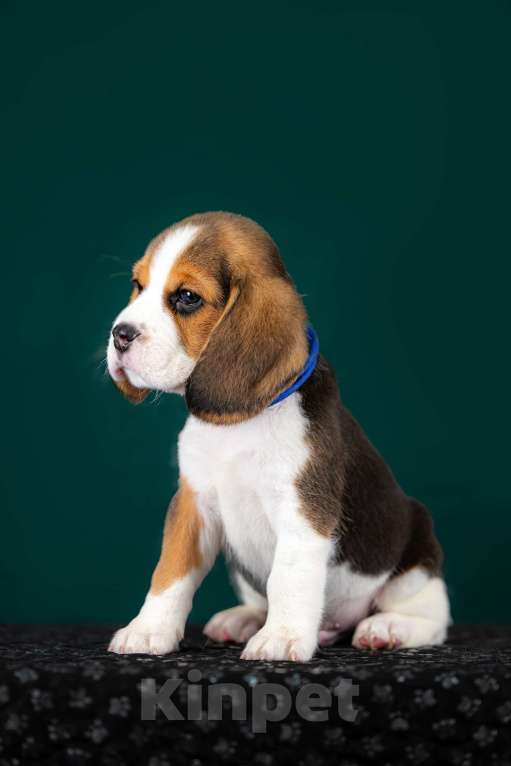 Собаки в Москве: Щенки Бигля питомник РКФ Мальчик, 60 000 руб. - фото 3