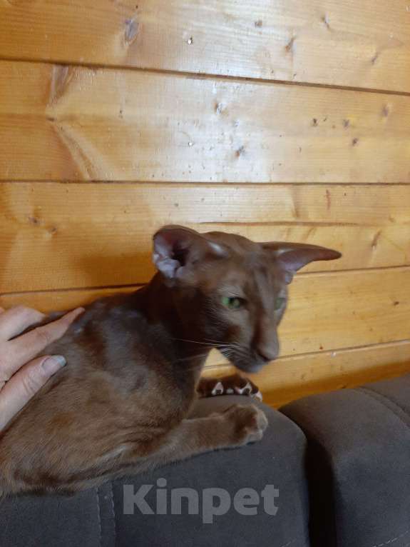 Кошки в других городах Московской области: Ориентал ищет кошечку Мальчик, 20 000 руб. - фото 2