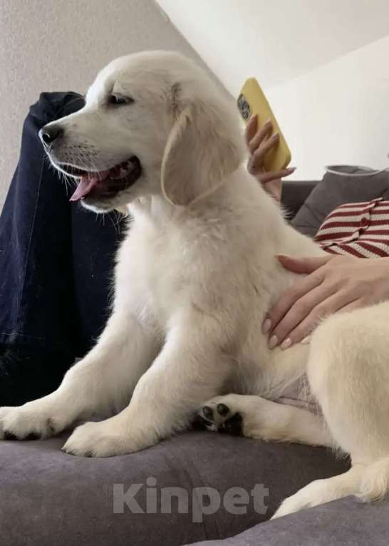 Собаки в Москве: Щенки Золотистого ретривера Мальчик, Бесплатно - фото 1