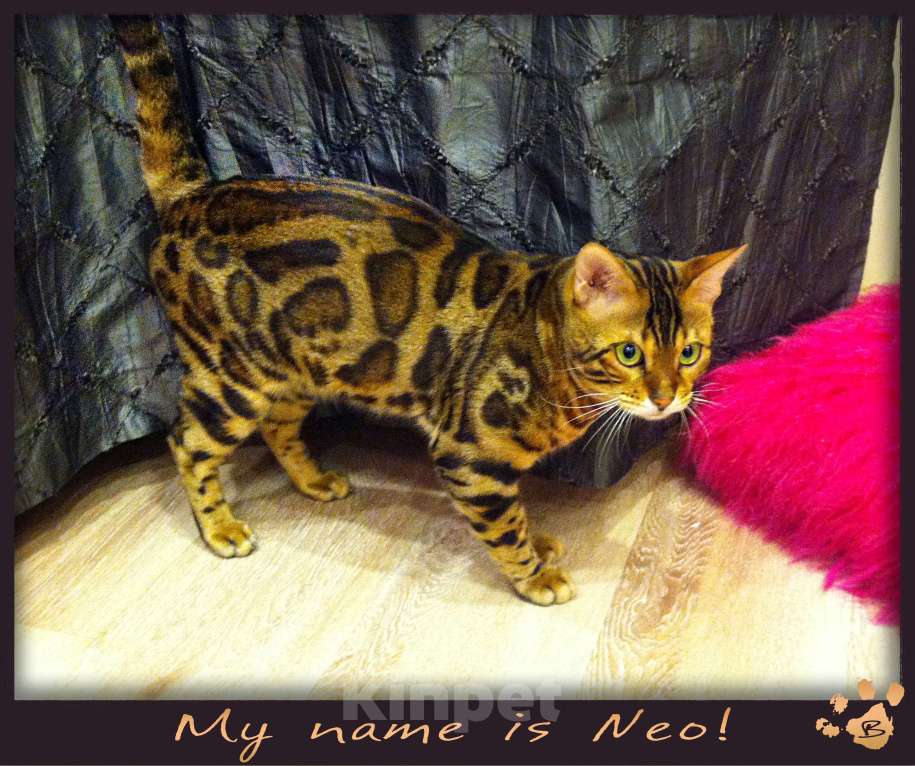 Кошки в Новосибирске: Клубные ласковые бенгальские котята мальчики Мальчик, 20 000 руб. - фото 4