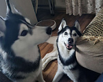 Собаки в Тольятти: Кареглазая красавица Чили Девочка, Бесплатно - фото 1