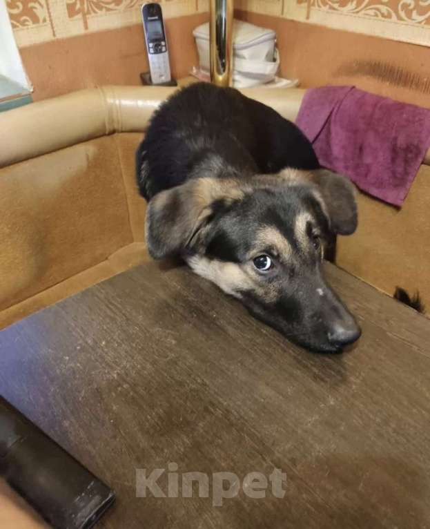 Собаки в Санкт-Петербурге: Веселый, игривый мальчишка ищет доброго, опытного хозяина и друга Мальчик, Бесплатно - фото 5