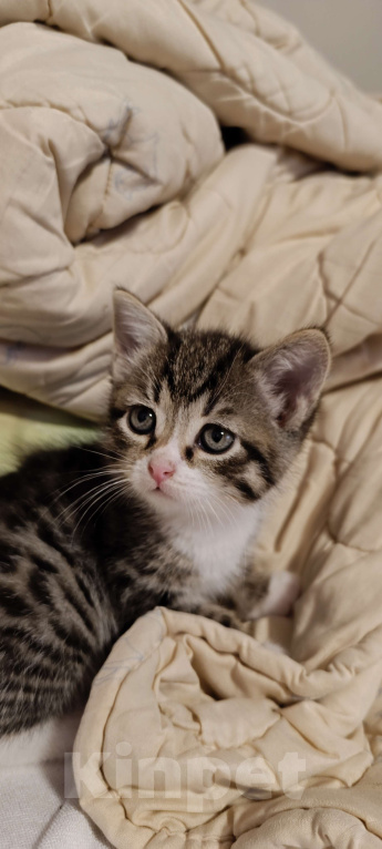 Кошки в Химках: Кот) Мальчик, 1 500 руб. - фото 1